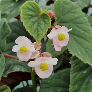 Begonia Grandis Subsp. Evansiana 'Bells And Whistles'